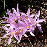 Colchium stevenii, Israel, Pink Flowers
