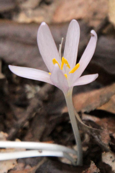 Vilda blommor i Israel