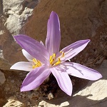 Colchium tunicatum, Israel, Pink Flowers