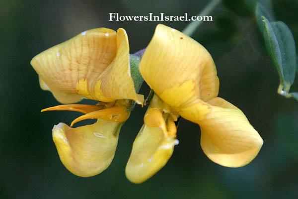 Colutea istria, Bladder-senna, קרקש צהוב