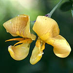 Colutea istria, Israel, Yellow colored flowers