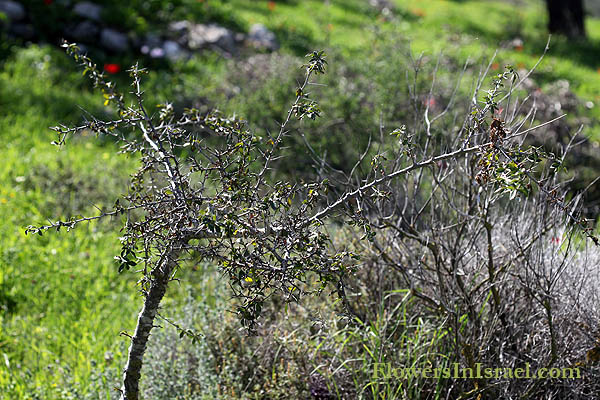 Israel flowers, send flowers online