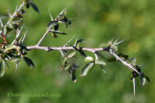 Plants of Bible: Myrrh Tree