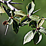 Commiphora abyssinica, Wild Flowers, Israel, Flora