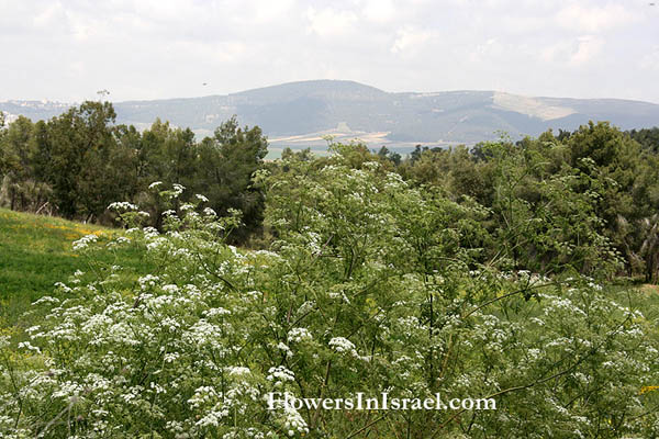 wildflowers in Israel, Flowers of the Holy Land