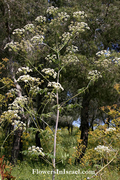 Conium maculatum,Poison hemlock,Herb bennet, Mother Die, רוש עקוד 