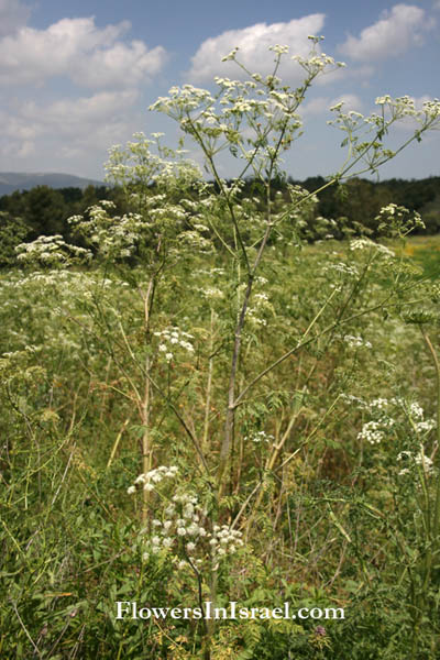 Conium maculatum,Poison hemlock,Herb bennet, Mother Die, רוש עקוד 