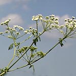 Conium maculatum, Wild Flowers, Israel, Flora