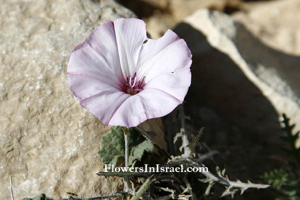 Convolvulus althaeoides,Mallow-leaved bindweed, Falmate Bindweed, لبلاب ختمي ,חבלבל ,כפני