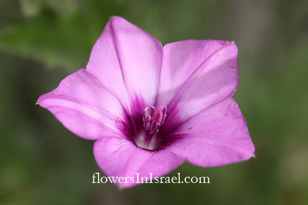 Convolvulus althaeoides,Mallow-leaved bindweed, Falmate Bindweed, חבלבל כפני