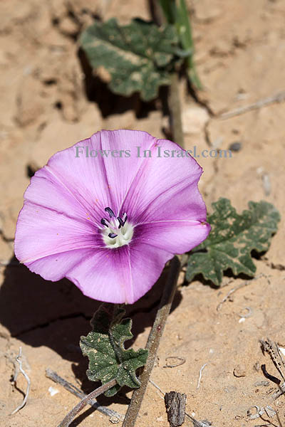 Flora of Israel online