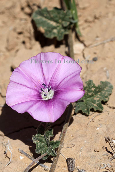 Dudaim Forest, Goral Hills,גבעות גורל, יער דודאים, Convolvulus althaeoides, Falmate Bindweed, חבלבל כפני