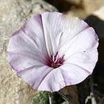 Convolvulus althaeoides, Israel, Pink Flowers
