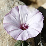 Convolvulus althaeoides, Fleurs sauvages, Wildblumen, Fiori, флоры, Flores Silvestres, زهور