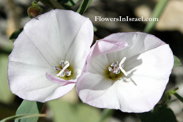 wildflowers in Israel, Flowers of the Holy Land