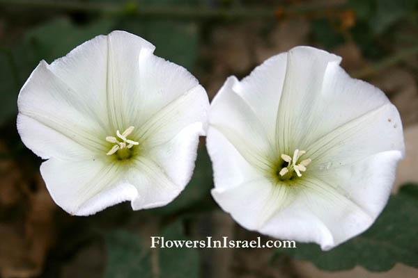 Convolvulus arvensis, Corn Bind, Lesser bindweed, חבלבל השדה,ضيبأ دادح