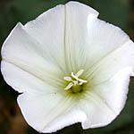 Convolvulus arvensis, Wild Flowers, Israel, Flora