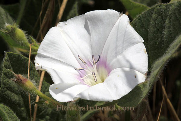 wildflowers in Israel, Flowers of the Holy Land