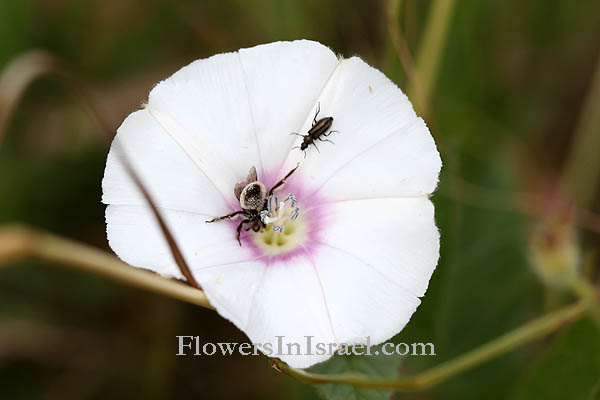 Convolvulus betonicifolius, Shaggy bindweed, חבלבל שעיר,لبلاب قسطراني الورق 