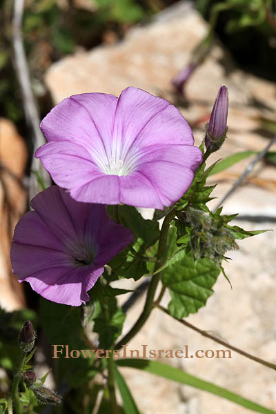 Convolvulus coelesyriacus, Syrian Bindweed, חבלבל סורי