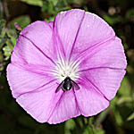Convolvulus coelesyriacus, Israel, Pink Flowers