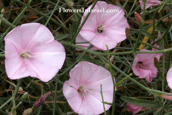 Convolvulus dorycnium, Splendid Bindweed, لبلاب دورآنيوم ,חבלבל השיח