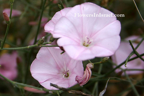 Convolvulus dorycnium, Splendid Bindweed, חבלבל השיח