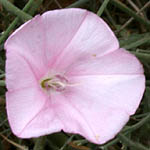 Convolvulus dorycnium, Fleurs sauvages, Wildblumen, Fiori, флоры, Flores Silvestres, زهور