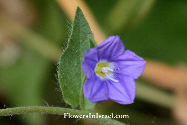 Israel Flowers, Convolvulus pentapetaloides, Grassy Bindweed, Five-lobed bindweed,لبلاب خماسي الفصوص ,חבלבל עדין