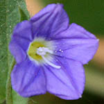 Convolvulus pentapetaloides, Israel wildflowers, Dark Blue Flowers
