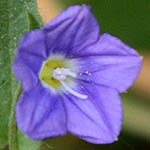 Convolvulus pentapetaloides, Israel, Light Blue Flowers