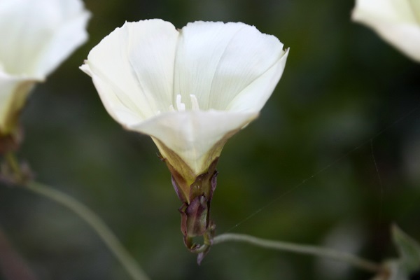 Convolvulus scammonia, Scammony, Syrian bindweed, חבלבל רפואי,  المحمودة