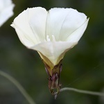 Convolvulus scammonia, Fleurs sauvages, Wildblumen, Fiori, флоры, Flores Silvestres, زهور