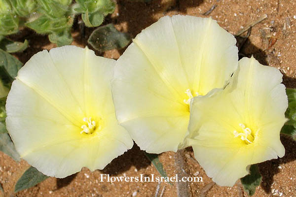 פרחים וצמחי בר בארץ ישראל, لبلاب وحيد الجانب ,חבלבל החוף