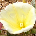 Convolvulus secundus, Israel Wildflowers, cream flowers