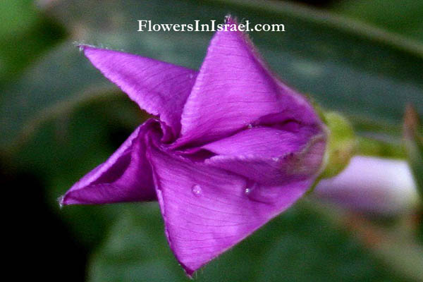 Flowers of Israel, Convolvulus siculus, Bindweed, חבלבל סיצילי,Convolvulaceae, חבלבליים