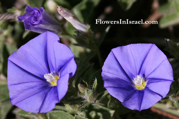 Convolvulus siculus, Bindweed, חבלבל סיצילי,Convolvulaceae, חבלבליים