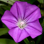 Convolvulus siculus, ישראל, פרחי בר, פרחים וורודים