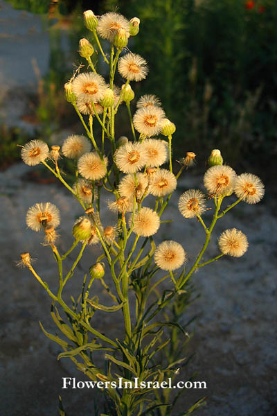 Conyza bonariensis, Erigeron crispus, Flax-leaved Fleabane, Hairy Fleabane, Asthmaweed, South American Horseweed, Horseweed, ازنيوك ,קייצת מסולסלת