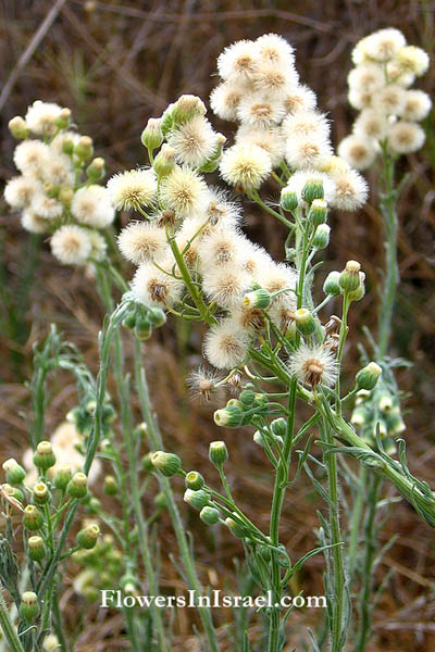 Conyza bonariensis, Erigeron crispus, Flax-leaved Fleabane, Hairy Fleabane, Asthmaweed, South American Horseweed, Horseweed, ازنيوك ,קייצת מסולסלת
