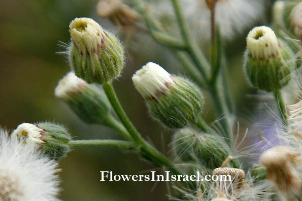 Conyza bonariensis, Erigeron crispus, Flax-leaved Fleabane, Hairy Fleabane, Asthmaweed, South American Horseweed, Horseweed, ازنيوك ,קייצת מסולסלת