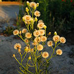 Conyza bonariensis, Israel, green flowers, wildflowers