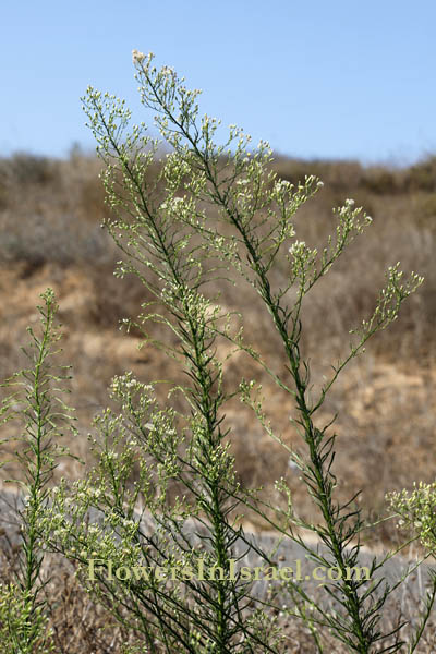 Israel flowers, Conyza canadensis, Erigeron canadensis, Canadian Horseweed, Canadian Fleabane, קייצת קנדית