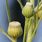 Conyza canadensis, Wild Flowers, Israel, Flora