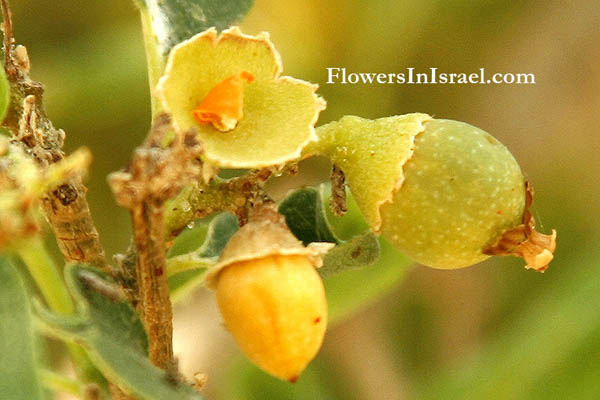 Israel Wild Flowers - פרחים בישראל