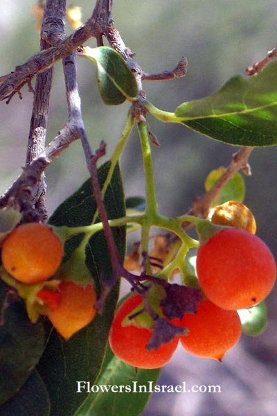 Cordia sinensis, Cordia gharaf, Grey leaved saucerberry,ערף המדבר