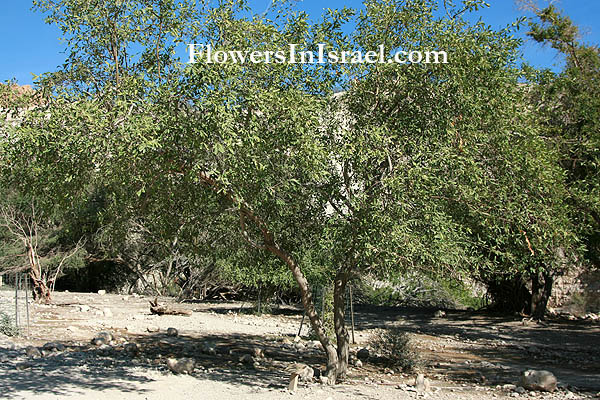 Cordia sinensis, Cordia gharaf, Grey leaved saucerberry, السبستان الصيني,גפנן המדבר