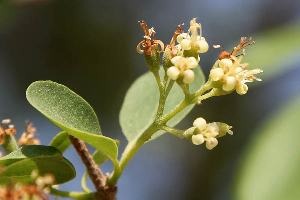 Cordia sinensis Cordia gharaf Grey leaved saucerberry 