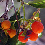 Cordia sinensis, Wild Flowers, Israel, Flora