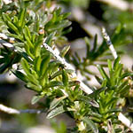 Coridothymus capitatus, Israel, Purple Flowers